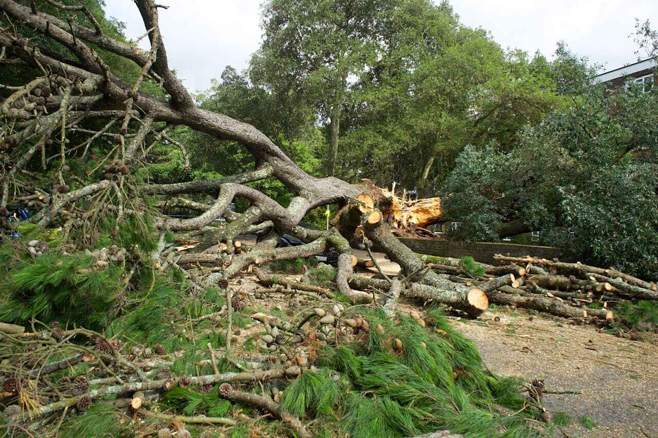 Best Tree Trimming Near Me  in Lake Hamilton, FL